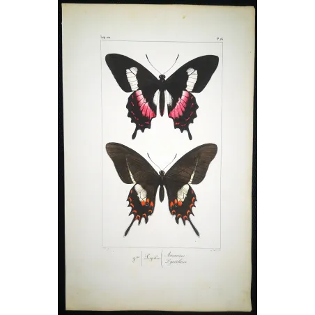 Cattleheart Butterfly – Antique Engraving (1835)