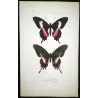Cattleheart Swallowtail Butterflies (Parides lysithous group) – Antique Hand-Colored Engraving, Exotic Butterflies (1835)