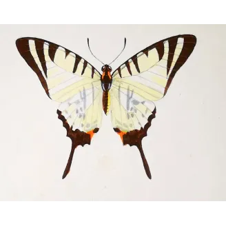 Black Swallowtail Butterflies – Antique Engraving (1835)