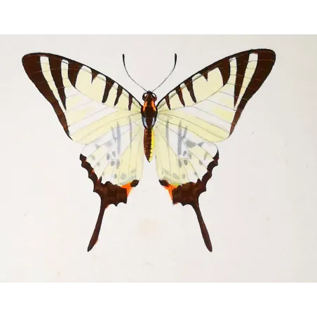 Black Swallowtail Butterflies – Antique Engraving (1835)