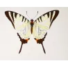 Black Swallowtail Butterflies (Papilio polyxenes group) – Antique Hand-Colored Engraving, Exotic Butterflies (1835)