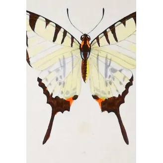 Black Swallowtail Butterflies – Antique Engraving (1835)