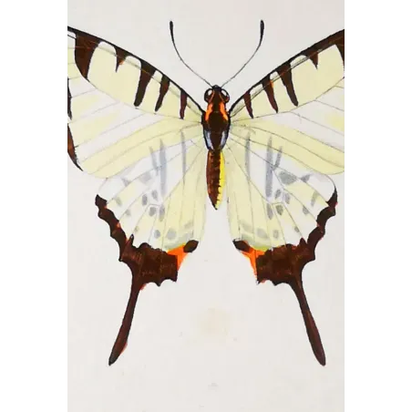 Black Swallowtail Butterflies – Antique Engraving (1835)
