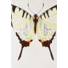 Black Swallowtail Butterflies (Papilio polyxenes group) – Antique Hand-Colored Engraving, Exotic Butterflies (1835)