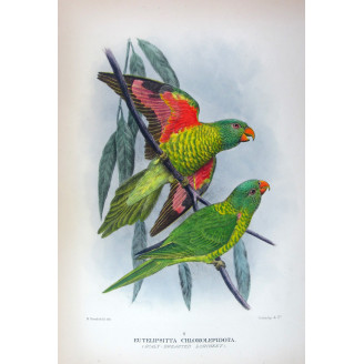 Gold-breasted Lorikeet by H. Grønvold – Hand-colored