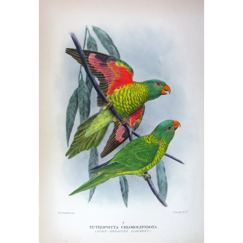 Gold-breasted Lorikeet by H. Grønvold – Hand-colored Gold-breasted Lorikeet by H. Grønvold – Hand-colored