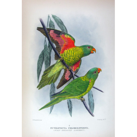 Gold-breasted Lorikeet by H. Grønvold – Hand-colored