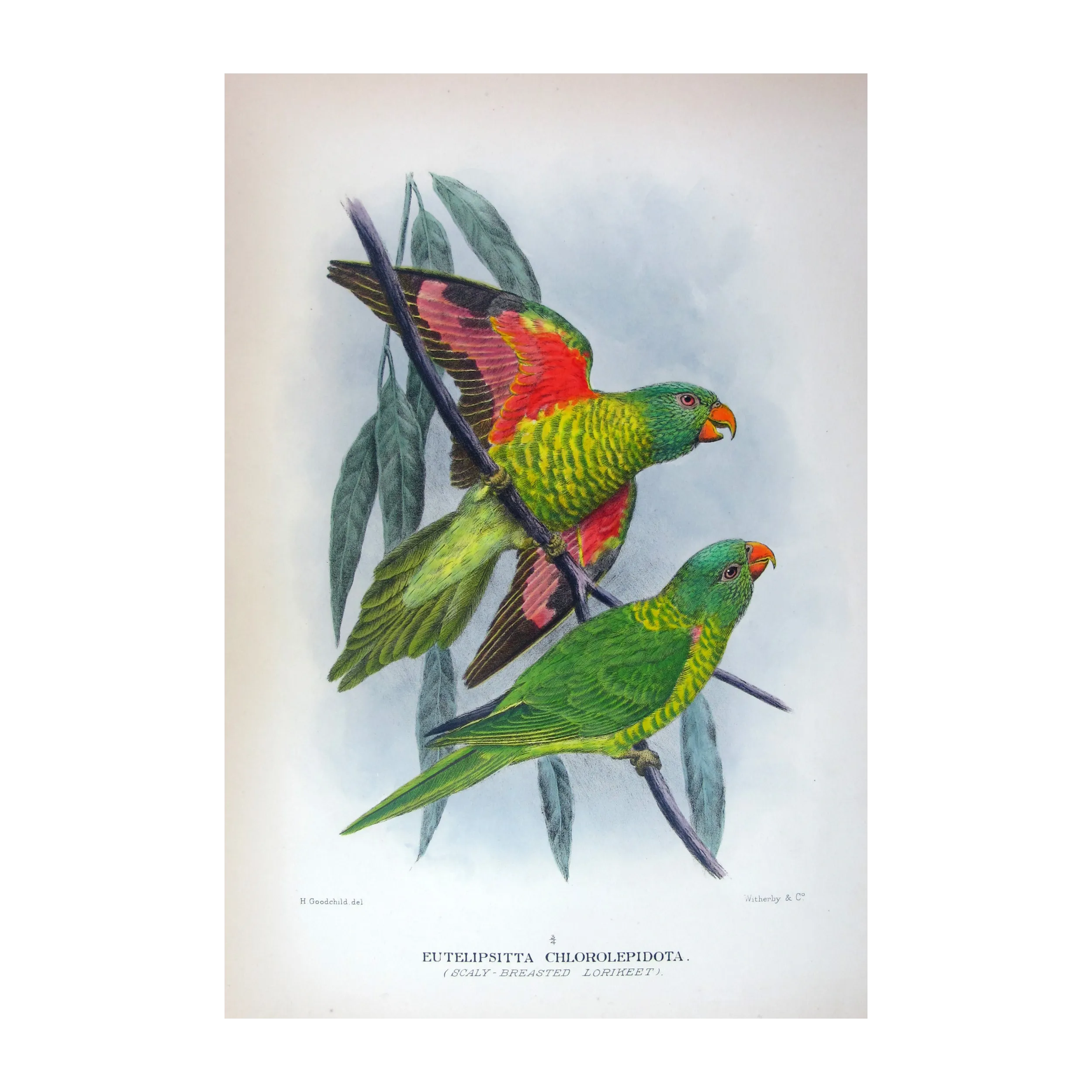 Gold-breasted Lorikeet by H. Grønvold – Hand-colored