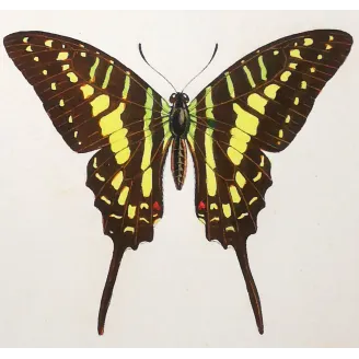 Black Swallowtail Butterflies – Antique Engraving (1835)