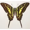 Black Swallowtail Butterflies (Papilio polyxenes group) – Antique Hand-Colored Engraving, Exotic Butterflies (1835)