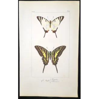 Black Swallowtail Butterflies – Antique Engraving (1835)