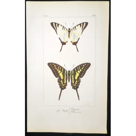 Black Swallowtail Butterflies – Antique Engraving (1835)