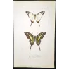 Black Swallowtail Butterflies (Papilio polyxenes group) – Antique Hand-Colored Engraving, Exotic Butterflies (1835)
