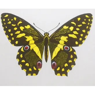 Yellow & Black Butterfly – Antique Engraving (1835)