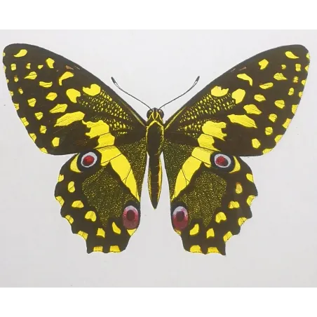 Yellow & Black Butterfly – Antique Engraving (1835)