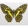 Yellow & Black Butterfly with Eye Spots (Papilio demoleus group) – Antique Hand-Colored Engraving, Exotic Butterflies (1835)