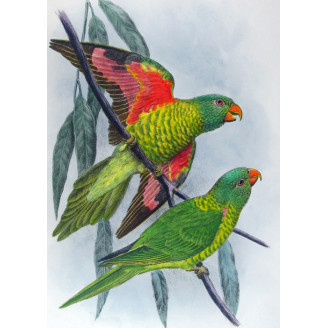 Gold-breasted Lorikeet by H. Grønvold – Hand-colored