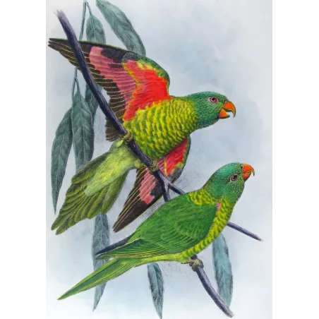 Gold-breasted Lorikeet by H. Grønvold – Hand-colored