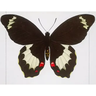 Yellow & Black Butterfly – Antique Engraving (1835)