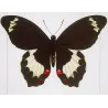 Yellow & Black Butterfly with Eye Spots (Papilio demoleus group) – Antique Hand-Colored Engraving, Exotic Butterflies (1835)