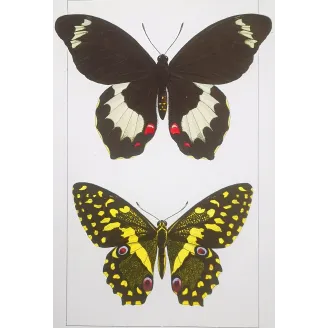 Yellow & Black Butterfly – Antique Engraving (1835)