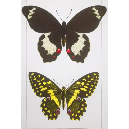 Yellow & Black Butterfly – Antique Engraving (1835)