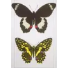 Yellow & Black Butterfly with Eye Spots (Papilio demoleus group) – Antique Hand-Colored Engraving, Exotic Butterflies (1835)