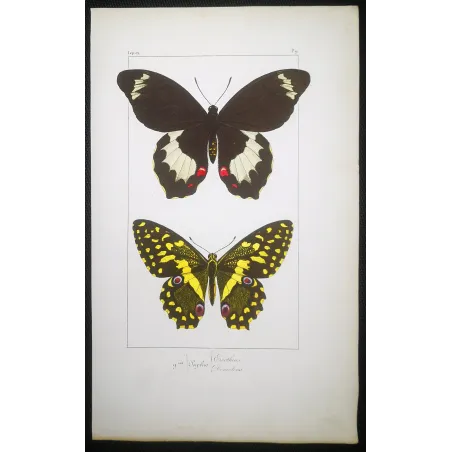 Yellow & Black Butterfly – Antique Engraving (1835)