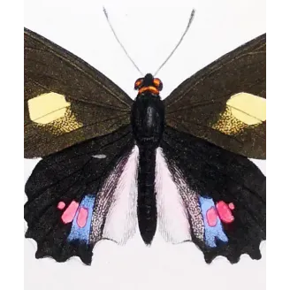 Black & Pink Butterfly – Antique Hand-Colored Engraving (1835)