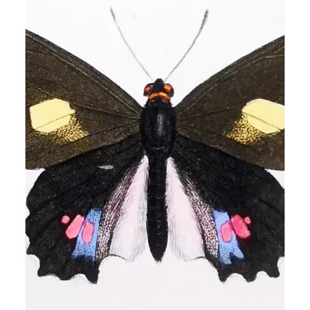 Black & Pink Butterfly – Antique Hand-Colored Engraving (1835)