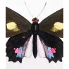 Black & Pink Tropical Butterflies (Papilio evander group) – Antique Hand-Colored Engraving, Exotic Butterflies (1835)