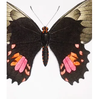 Black & Pink Butterfly – Antique Hand-Colored Engraving (1835)