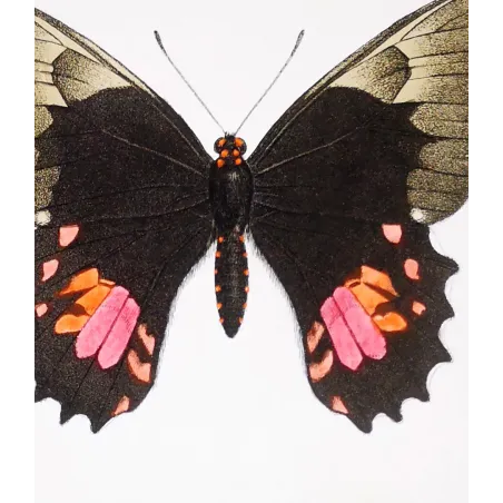 Black & Pink Butterfly – Antique Hand-Colored Engraving (1835)