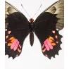 Black & Pink Tropical Butterflies (Papilio evander group) – Antique Hand-Colored Engraving, Exotic Butterflies (1835)