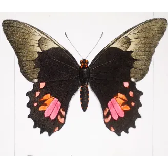Black & Pink Butterfly – Antique Hand-Colored Engraving (1835)
