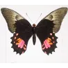 Black & Pink Tropical Butterflies (Papilio evander group) – Antique Hand-Colored Engraving, Exotic Butterflies (1835)