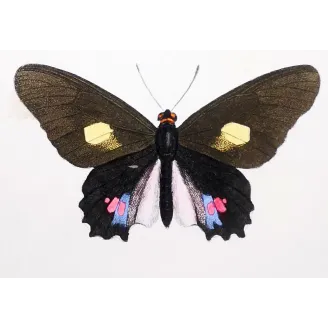 Black & Pink Butterfly – Antique Hand-Colored Engraving (1835)