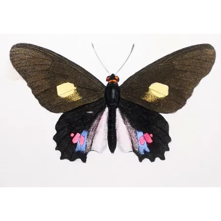 Black & Pink Butterfly – Antique Hand-Colored Engraving (1835)