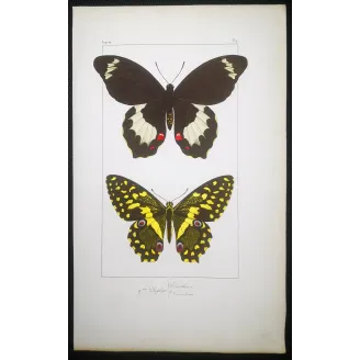 Black & Pink Butterfly – Antique Hand-Colored Engraving (1835)