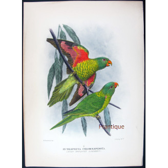 Gold-breasted Lorikeet by H. Grønvold – Hand-colored