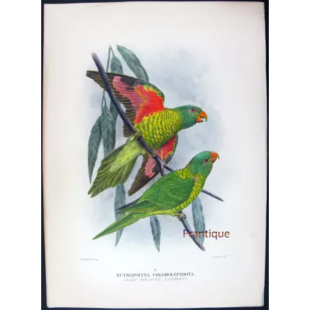 Gold-breasted Lorikeet by H. Grønvold – Hand-colored