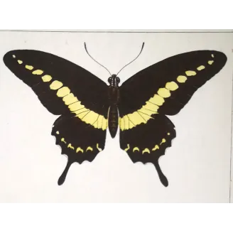 Yellow Swallowtail Butterflies – Pauquet Engraving (1835)