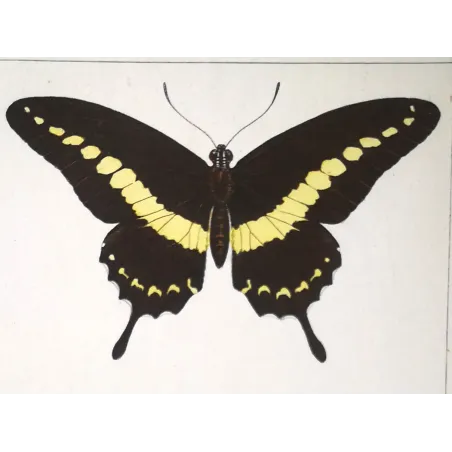 Yellow Swallowtail Butterflies – Pauquet Engraving (1835)