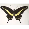 Golden & Yellow Swallowtail Exotic Butterflies (Papilio belus, Papilio polydamas) – Hand-Colored Engraving by Pauquet (1835)