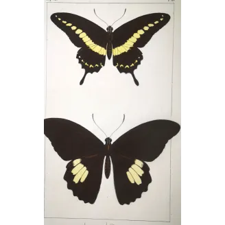 Yellow Swallowtail Butterflies – Pauquet Engraving (1835)