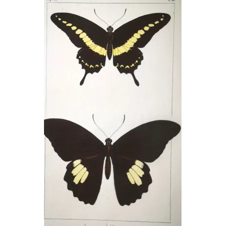 Yellow Swallowtail Butterflies – Pauquet Engraving (1835)