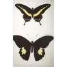 Golden & Yellow Swallowtail Exotic Butterflies (Papilio belus, Papilio polydamas) – Hand-Colored Engraving by Pauquet (1835)