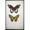 Golden & Yellow Swallowtail Exotic Butterflies (Papilio belus, Papilio polydamas) – Hand-Colored Engraving by Pauquet (1835)