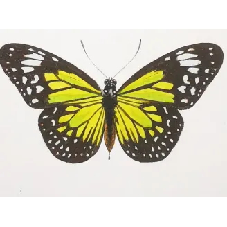 Black & Yellow Swallowtail Exotic Butterflies (Papilio cresphontes, Papilio helenus) – Hand-Color Engraving by Pauquet (1835)