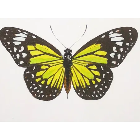 Black & Yellow Swallowtail Exotic Butterflies (Papilio cresphontes, Papilio helenus) – Hand-Color Engraving by Pauquet (1835)